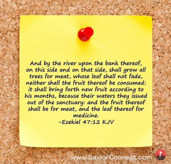 Ezekiel 47:12 Kjv
