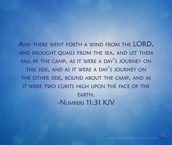 numbers-11-31-kjv